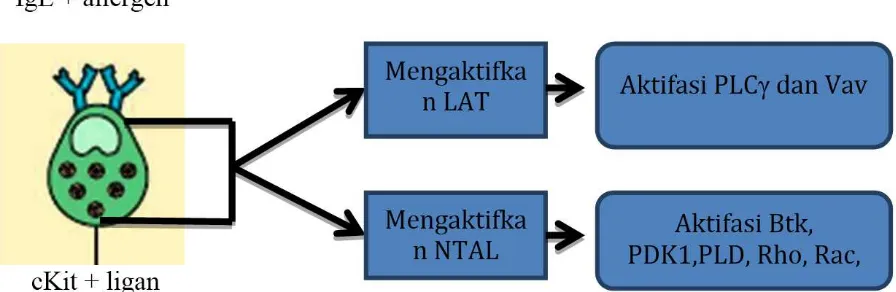 Gambar 1. Skema aktifasi sel mast (keterangan lihat teks)