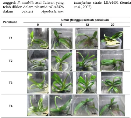 Gambar 2. Elektroforegram hasil re-konfirmasi keberadaan transgen PaFT pada tanaman anggrek P