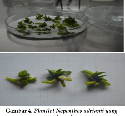 Gambar 4. Plantlet Nepenthes adrianii yang 