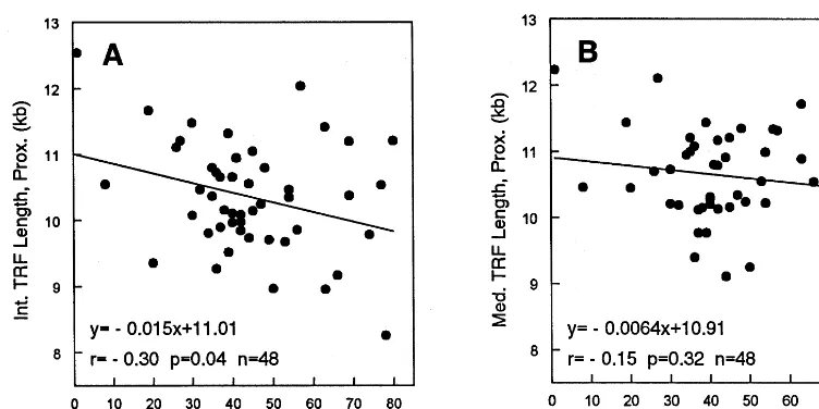 Fig. 4. Relationship between age and the mean TRF length of the intima (A) and media (B) of the proximal abdominal aorta.