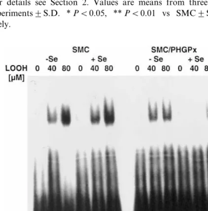Fig. 5. Selenium-dependent initiation of apoptosis by linoleic acidhydroperoxide (LOOH) in control (smooth muscle cells, SMC) andfragmentation in SMCtions of LOOH for 18 h