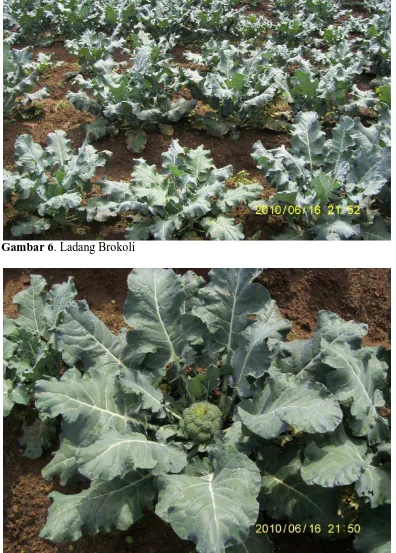 Gambar 6. Ladang Brokoli  