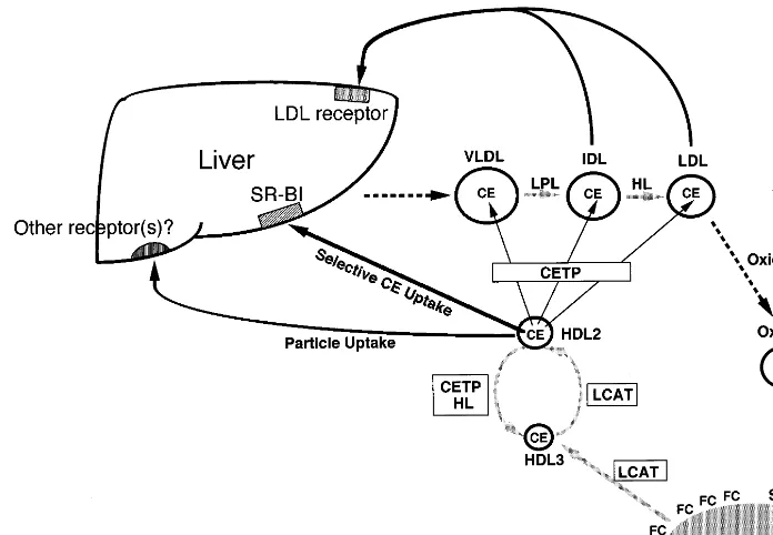 Fig. 1. Metabolism of high density lipoprotein (HDL). CE, cholesteryl ester; CETP, cholesteryl ester transfer protein; FC, free cholesterol; HL,hepatic lipase; LCAT, lecithin:cholesterol acyltransferase; LPL, lipoprotein lipase; OxLDL, oxidized LDL; SRA, scavenger receptor class A typeI and type II; SR-BI, scavenger receptor class B type I.