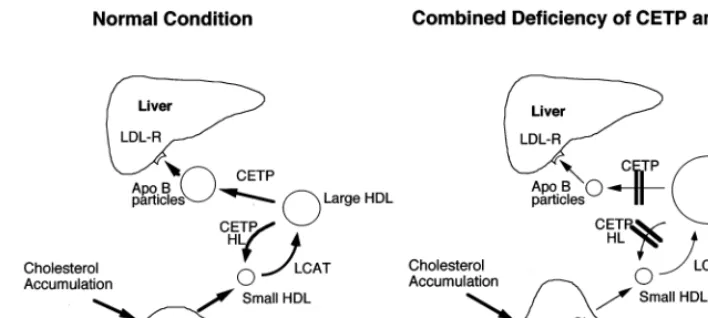 Fig. 4. Metabolic abnormalities in hyperalphalipoproteinemia (HALP) associated with a combined reduction of cholesteryl ester transfer protein(CETP) and HTGL (Ref