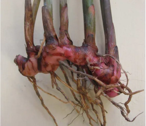 Gambar 7. Tumbuhan Lengkuas Merah  