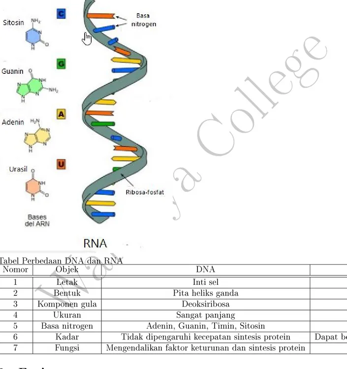 Tabel Perbedaan DNA dan RNA