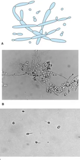Gambar 2.1 Candida albicans. A: Blastokonidia  (blastospora)  dan pseudohifa                        Dalam eksudat
