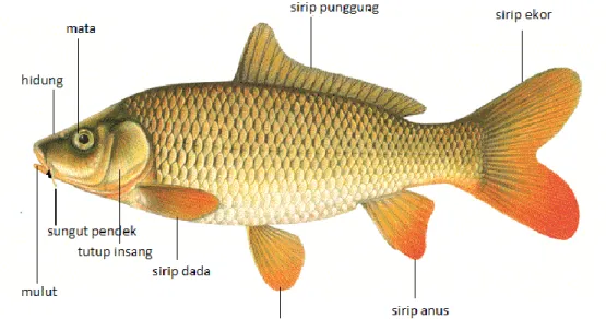 Gambar 1 Morfologi ikan mas 