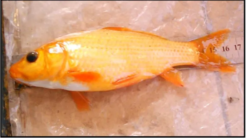 Gambar 3 Ikan mas cangkringan 
