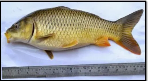 Gambar 5 Ikan mas rajadanu  (plus.google.com) 