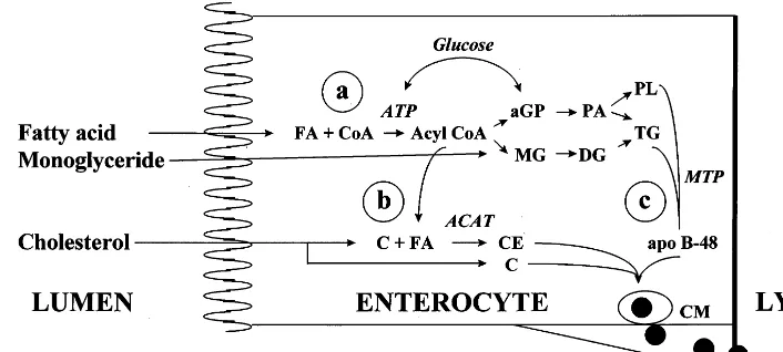 Fig. 4. Fat absorption by the enterocyte. (a) Absorbed fatty acids are ATP activated and, through the formation of �the phosphatidic acid pathway (PA) from glucose metabolism, triglycerides are re-synthesized de novo, and absorbed lysophospholipid is ester