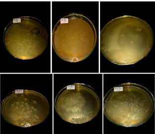 Gambar 2 koloni bakteri sebelum pengaplikasian handsanitizer