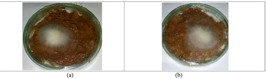 Gambar 1. Pertumbuhan miselium jamur paling optimal dengan konsentrasi tepung jewawut 10%  (a) jamur tiram  dan (b) jamur merang