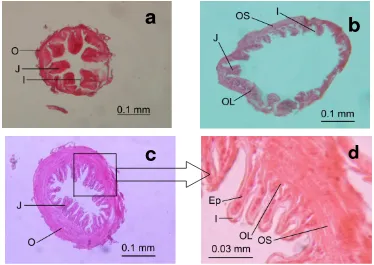 Gambar 5 Penampang melintang tembolok rayap kasta prajurit N. bosei (a) anterior, (b) median, (c) posterior, (d) lapisan penyusun tembolok bagian posterior
