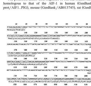 Fig. 3. Nucleotide sequence and structure of protein coding region in red sea breamŽ .represent a termination codon