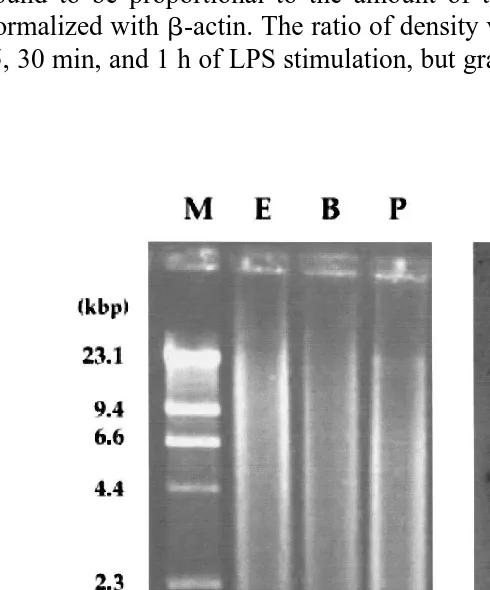 Fig. 5. Southern blot analysis of the red sea bream AIF-1radiolabeled fragment ofDNAŽ gene