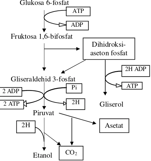 Gambar 5. Jalur fermentasi etanol oleh S. cerevisiae 