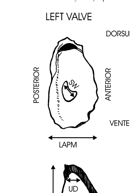 Fig. 2. Morphological measurements made on shells of Saccostrea spp from Thailand. Note LTRT, which isŽnot illustrated in the total depth of shell with both valves fitted together ..