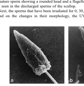 Fig. 4. SEM micrographs of UV-irradiated spermatozoa of. Ž .spermatozoon characteristic of group A, in which no morphological changes could be observed; b a 30-sirradiated spermatozoon characteristic of group B, in which the flagellum was lost;spermatozoon