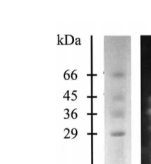 Fig. 4. Digestive proteinases fromŽ1999 . MW F. paulensis adult hepatopancreas in substrate-SDS-PAGE Lemos et al.,.smolecular weight markers; Psprotein pattern