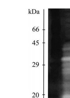 Fig. 5. Digestive proteinases from the hepatopancreas of some penaeid species in substrate-SDS-PAGE.1sMolecular weight markers, 2s F