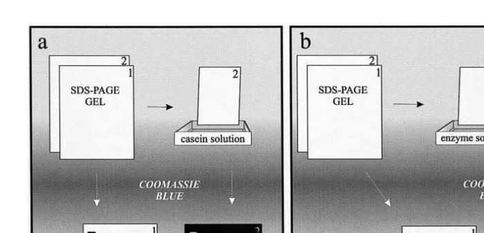 Fig. 1. Schematic sequence of substrate-SDS-PAGE protocols for determining a proteinase composition andŽ .activity, and b proteinaceous proteinase inhibitors Garcia-Carreno et al., 1993 .Ž .Ž˜.