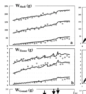 Fig. 4. Results of simulated thick line and measured.1997–1998 in the three age-groups in station 1 in Takapoto lagoon
