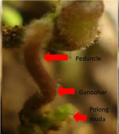 Gambar 2: Peduncle semula membawa sepasang bunga, setelah                     penyerbukan dan pembuahan berhasil akan memanjang                    membentuk gynophore yang membawa serta polong
