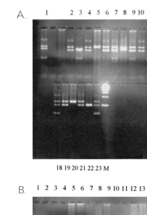 Fig. 3. Photograph of a 4% agarose gel NuSieve GTG; two rows of wells revealing the PCR-products of aŽ.putative mitogynogenic family male: eight, female: nine, and offspring: 10 to 23 , positive 1–4 and negative