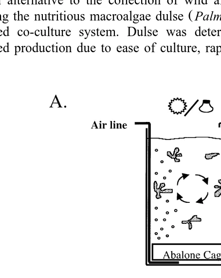 Fig. 1. A Diagram of abaloneŽ .rdulse co-culture system used for the 139-day growth trial