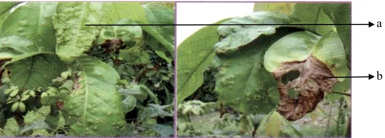 Gambar 4. Gejala serangan gugur daun C. gloeosporioides      Sumber : Judawi (2006) 