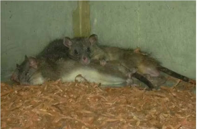 Gambar  9  Tikus istirahat 