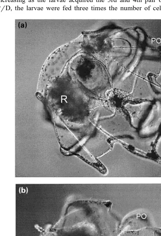 Fig. 3.Ža and b.P. miliaris larvae of varying morphology, illustrating typical development and the armshortening response