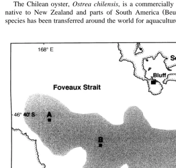 Fig. 1. Map of Foveaux Strait, New Zealand, showing the extent of the commercial beds of the Chilean oyster,O