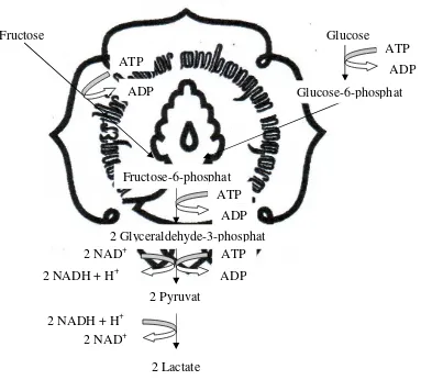 Gambar 1. Fermentasi Glukosa dan Fruktosa oleh Bakteri Asam Laktat Homofermentatif (McDonald, 1981)