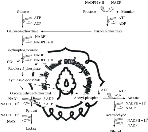 Gambar 2. Fermentasi Glukosa dan Fruktosa oleh Bakteri Asam Laktat Heterofermentatif (McDonald, 1981)