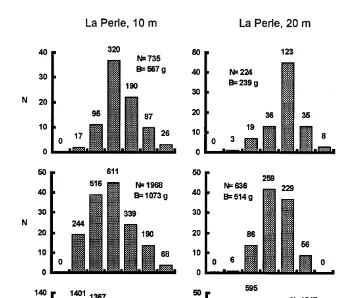 Fig. 8. Size frequencies of scallops in October. Column at the left is from La Perle reef, 10 m depth