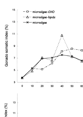Fig. 2. Gonadosomatic indexes of A. purpuratus broodstock during conditioning with different diets at 168Cand 208C