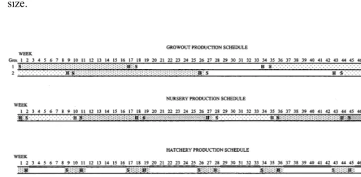 Fig. 5. Closed-market operational system production schedule — growout ponds are stocked every 8weeks.