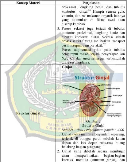 Gambar 2 Struktur Ginjal  