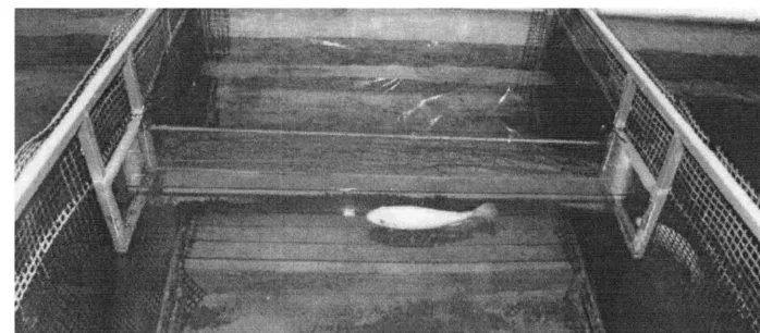 Fig. 8. Actual view of a ﬁsh swimming from one side of the pool to the other, through a narrowtransparent (Plexiglas) channel mounted between the two mesh partitions
