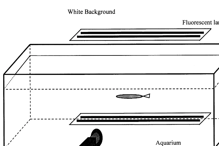 Fig. 1. Schematic of the experimental set-up used for live-ﬁsh imaging.