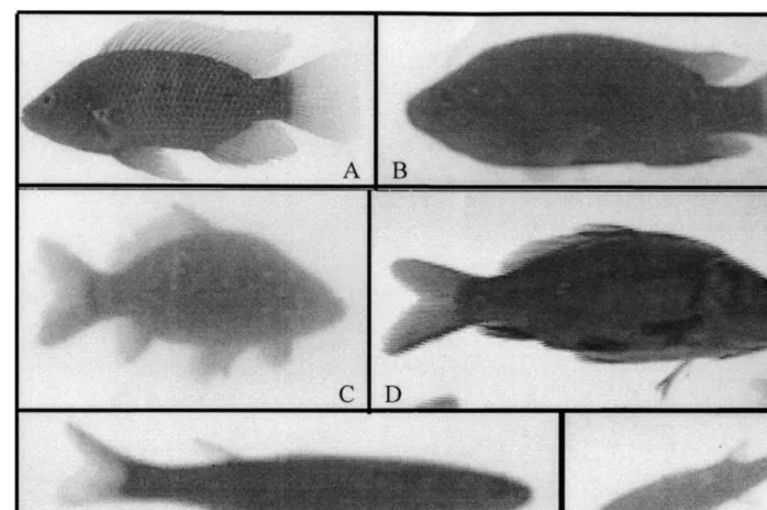 Fig. 2. Typical shapes of St. Peter’s ﬁsh (A,B); carp (C,D); and grey mullet (E,F), while swimming in theaquarium.