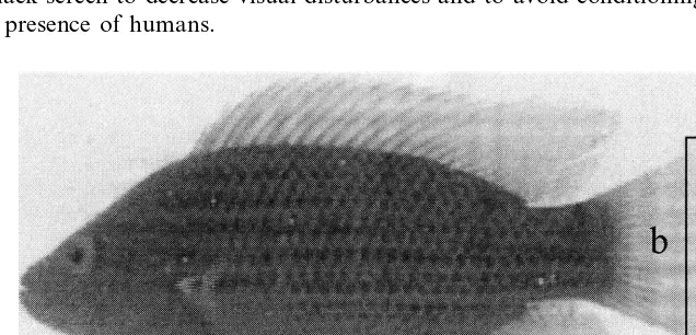 Fig. 3. A St. Peter’s ﬁsh showing the tail segment from which tail shape features were calculated