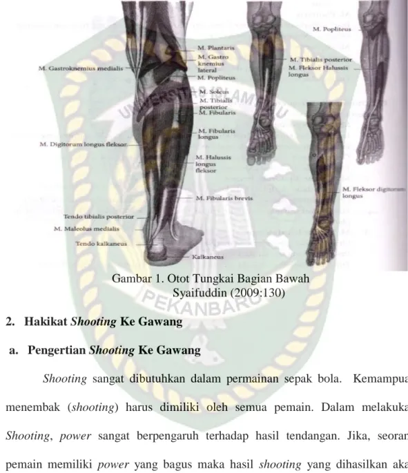 Gambar 1. Otot Tungkai Bagian Bawah  Syaifuddin (2009:130)  2.  Hakikat Shooting Ke Gawang 
