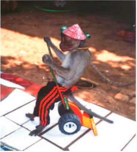 Figure 1 A juvenile performance monkey from Jakarta includedin the present study.