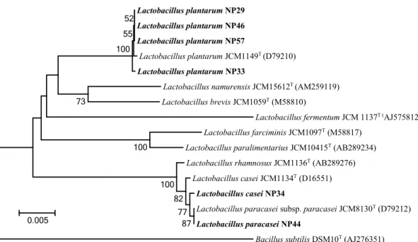 Gambar 4. Pohon filogenetik 6 isolat bakteri asal laktat kandidat probiotik asal nira Aren dari Papua berdasar-