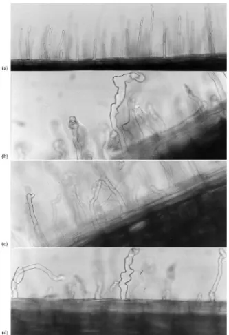 Fig. 3. Impact of Pseudomonas putida strains on pea root hair development 3 days after inoculation: (a) control; (b) strain A313; (c) strainAT5; (d) strain AT8.
