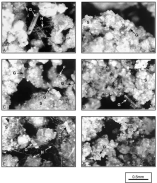 Fig. 4. Photographs of the industrial soil after incubation with grass residues for 72 h at 20◦C