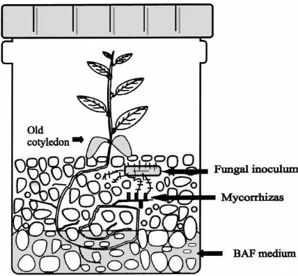 Fig. 1. System for in vitro mycorrhization of cork oak vitroplantsraised from somatic embryos.